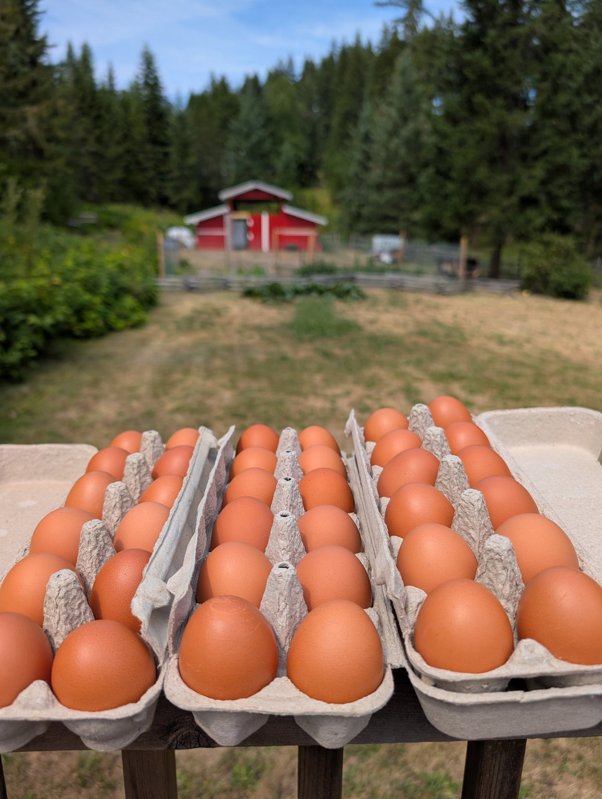 Farm Fresh Chicken Eggs