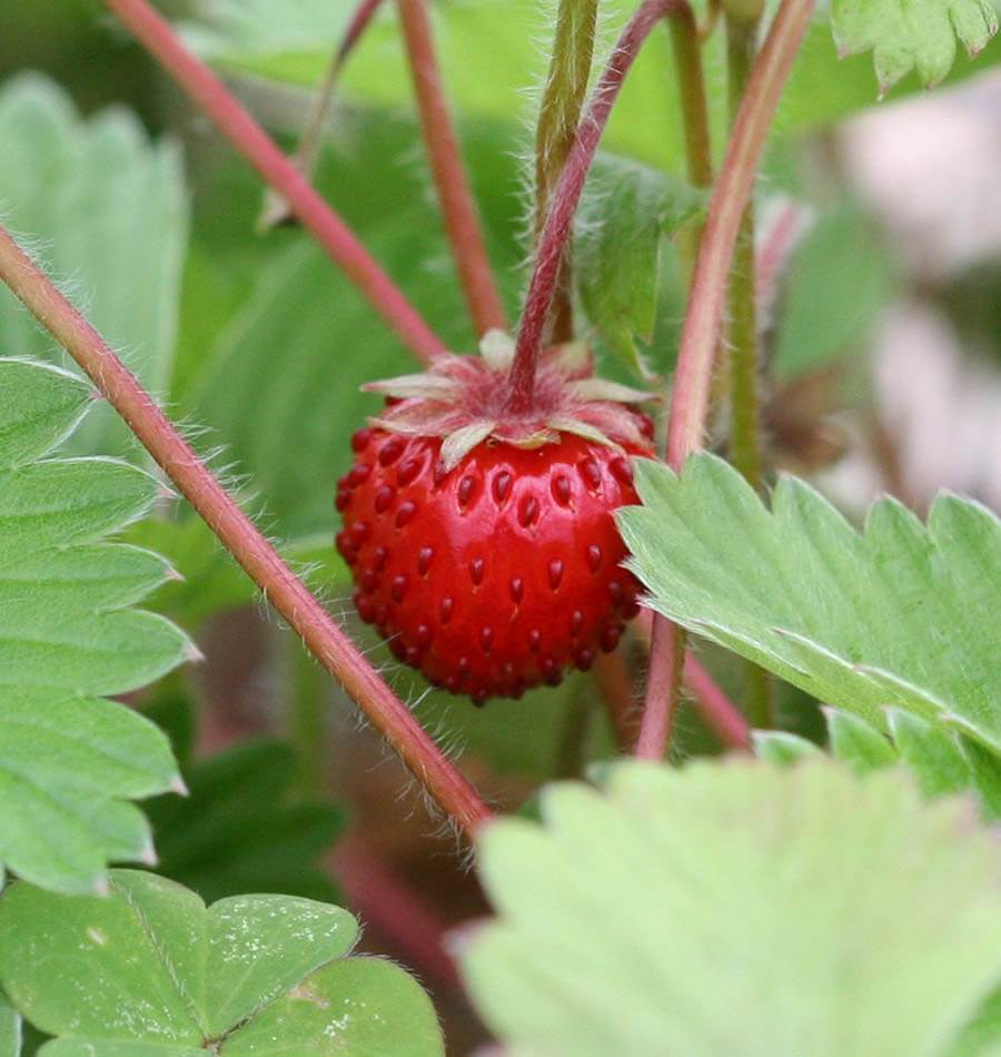 Strawberry Seed Starts (mignonette)